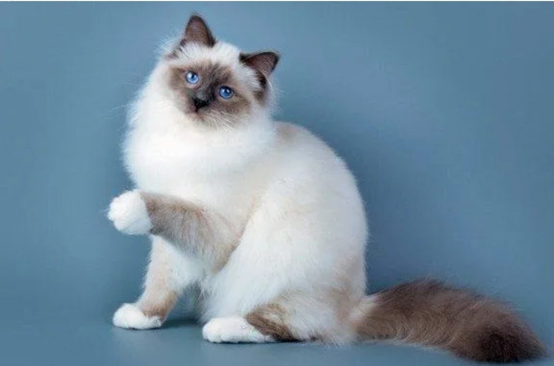 Фото из открытого источника интернета. 