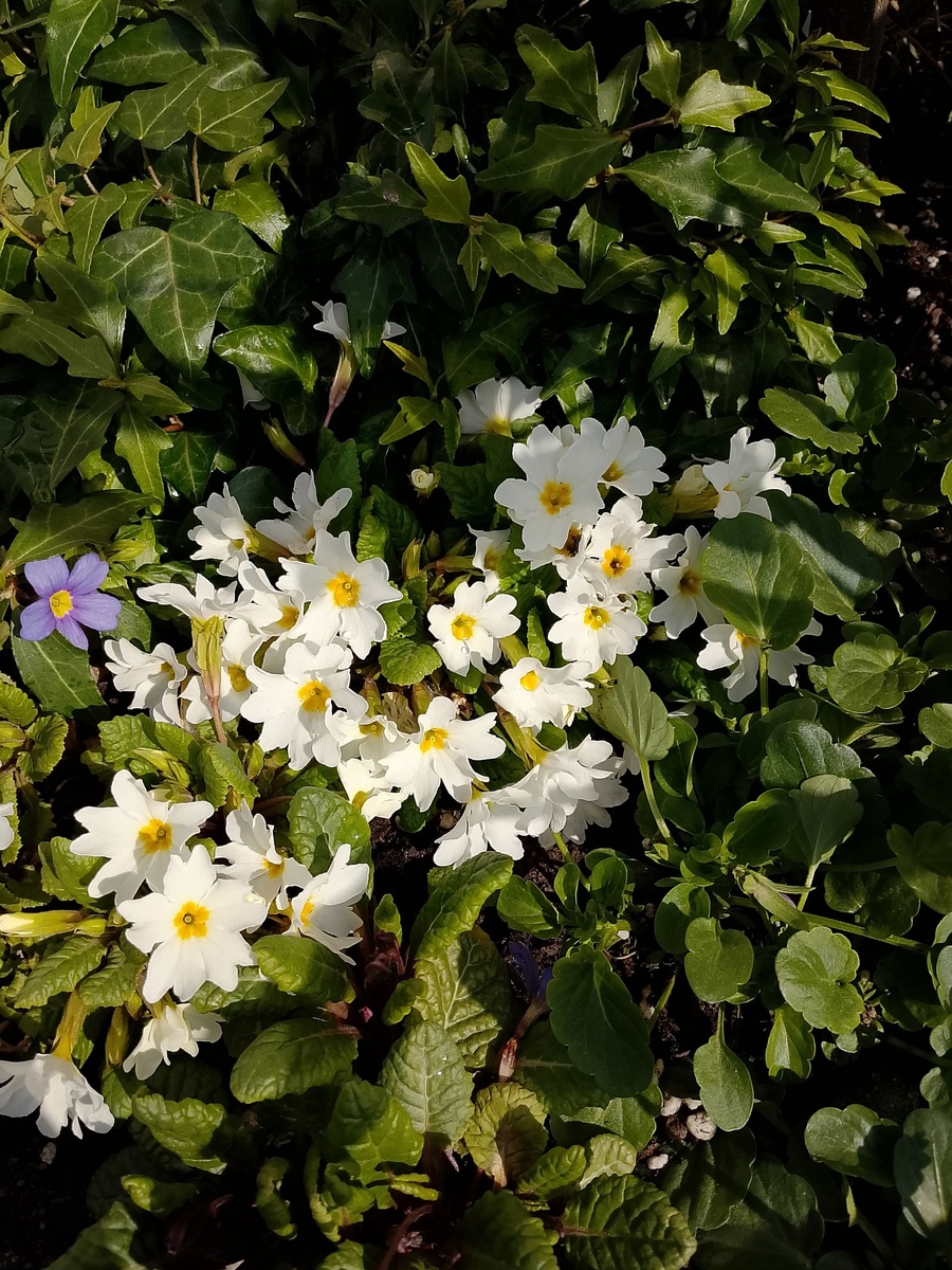 Весенняя радость