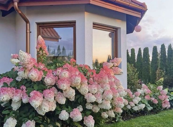 11 самых чарующих гортензий для дачи, от которых невозможно отвести взгляд