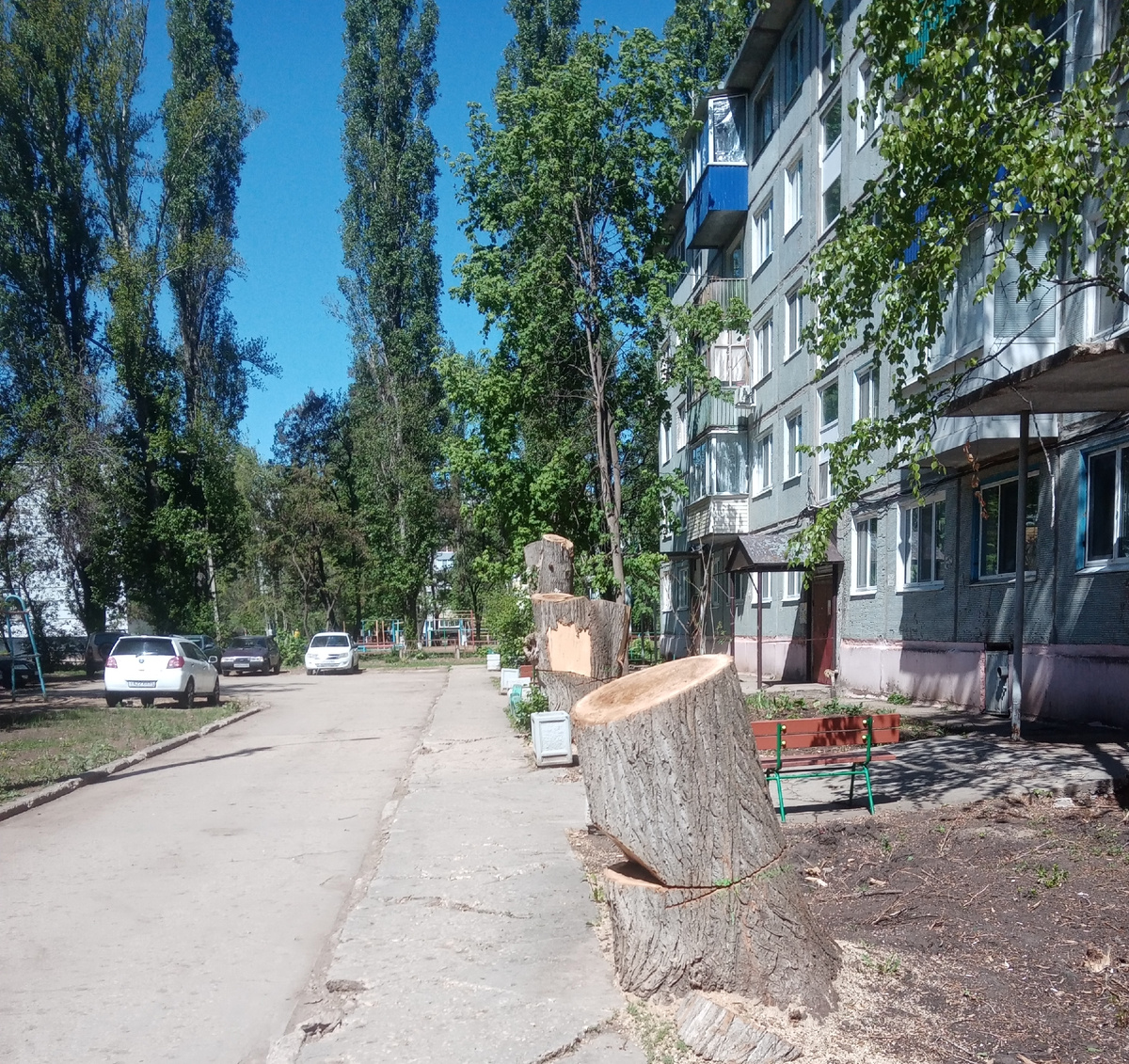 Фото автора. Прощайте и простите нас друзья-тополя!