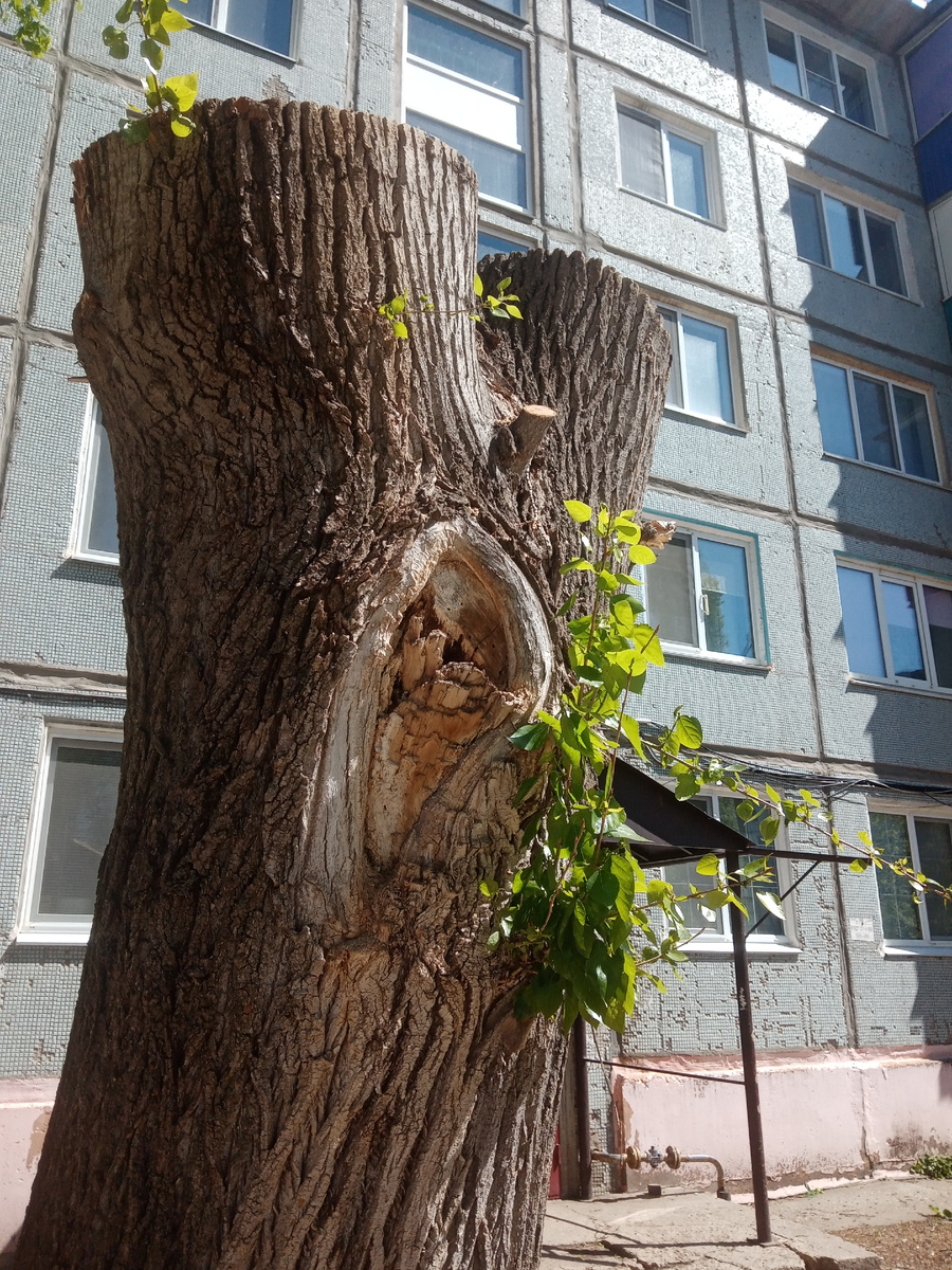 Фото автора. Дети звали меня Виктор за раздвоенный ствол.