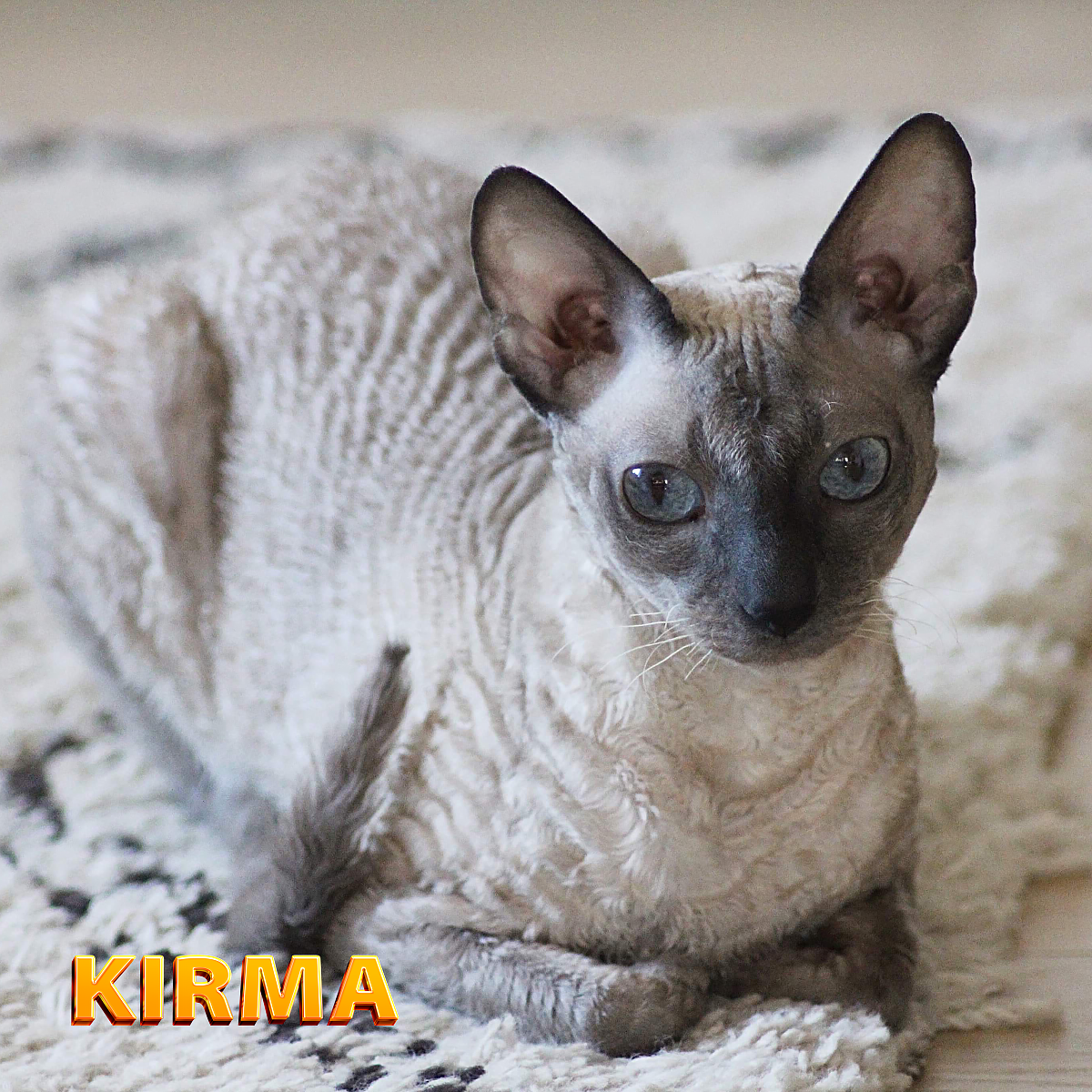 Корниш-рекс_KirMa