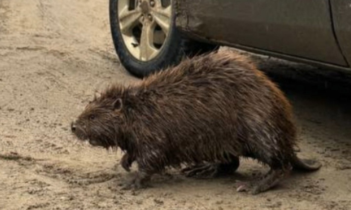    В Югорске спасли краснокнижного бобра по имени Петр Первый