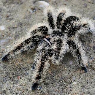 фото из интернета