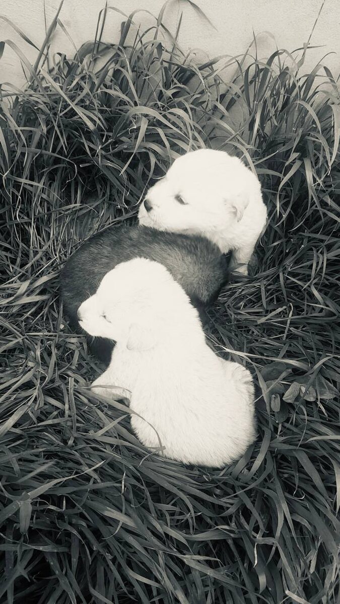 Вот они, собачьи выброшенные дети...