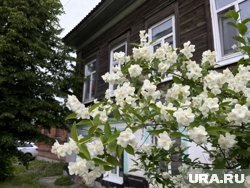     Деревья нужно обрабатывать в течение сезона несколько раз Сергей Русанов © URA.RU