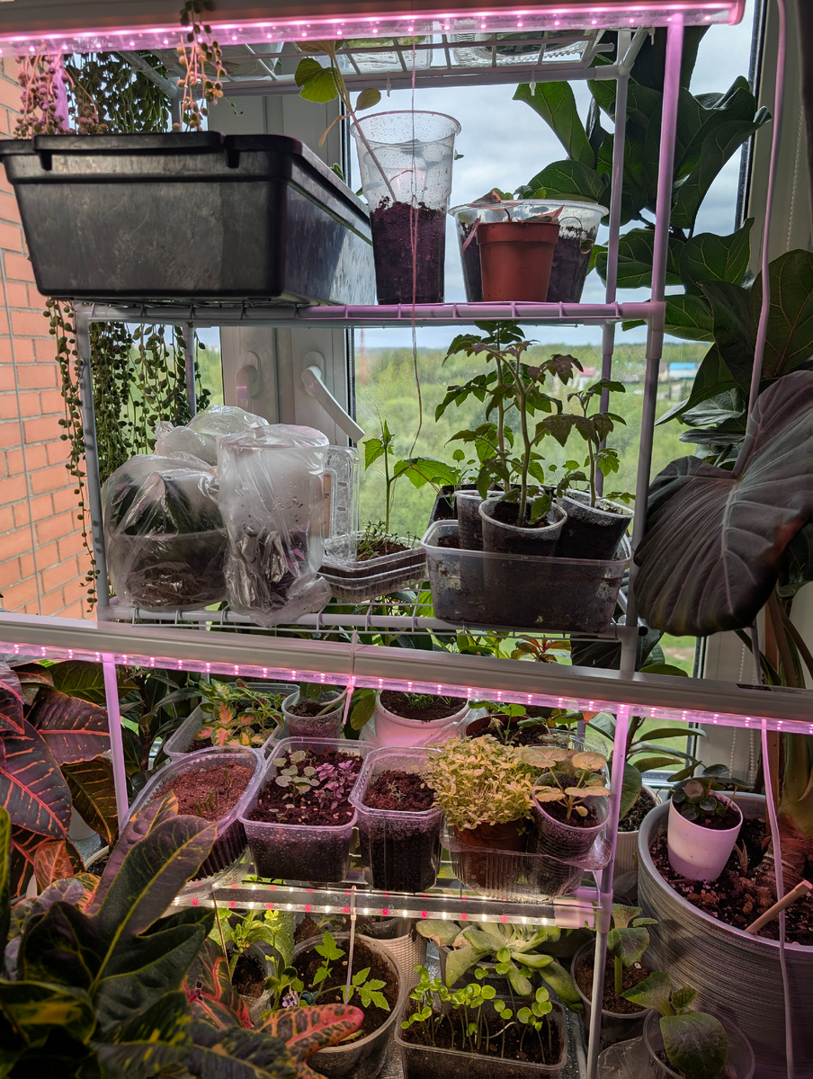 Весна — время ожидания. Не только солнца, тёплого воздуха и прогулок без куртки, но и того особого момента, когда можно наконец-то вынести рассаду на улицу, в теплицу или на грядки.

Пока же — она терпеливо стоит на полках у окна, греется под лампами, окружённая заботой. В каждом стаканчике — своя история. Где-то пророс редкий томат, в другом — укореняется черенок фиалки, а в третьем — крошечный листик дал начало новому растению. Пластиковые контейнеры, плёнка, обрезанные бутылки — всё превращается в мини-теплицы, и каждая требует внимания.

Для нас, взрослых, это не просто хобби. Это ритуал. Это способ почувствовать, что жизнь продолжается, что можно замедлиться и просто наблюдать, как растёт зелёный мир под руками. Даже в квартире, даже если за окном серо и пасмурно — на стеллаже уже весна.

Рассада ждёт. А вместе с ней — и мы. Потому что за этим ожиданием — не только забота о будущем урожае, но и о себе. Ведь когда ты выращиваешь что-то своими руками, ты становишься ближе к природе — несмотря на многоэтажки, деловую суету и непрогретую землю.

Если вам близка тема садоводства, растений и домашнего уюта — подписывайтесь на канал tro.plants. Здесь — о теплице, рассаде, суккулентах, комнатных цветах и не только. Всё, что наполняет жизнь зеленью и вдохновением.


#рассада #садоводство #дача #весна #огород #растениядома #комнатныерастения #теплица #дачники #troplants