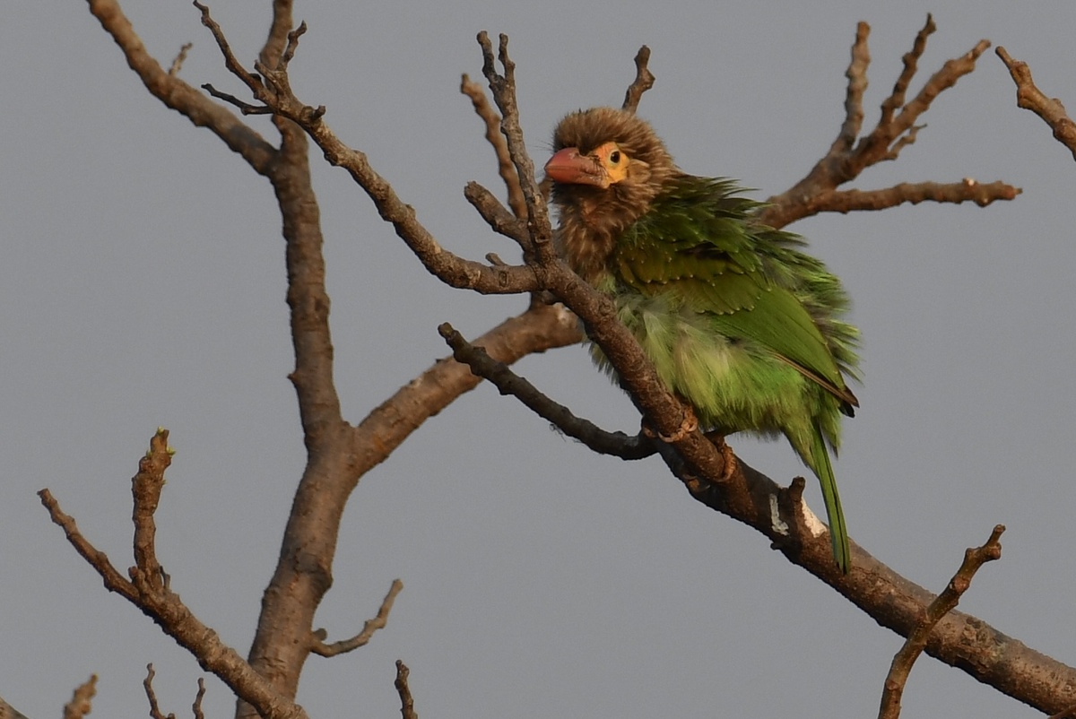На голых ветвях не заметить его было невозможно (фото автора) 