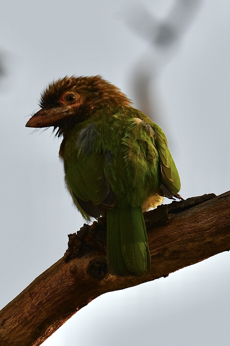 Фото в профиль, так и щетинки-волосинки видны получше (фото автора)