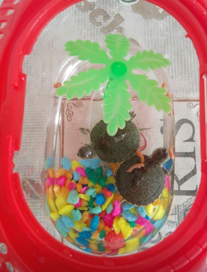 Здравствуйте! Мы ваши чепы и будем жить у вас. 