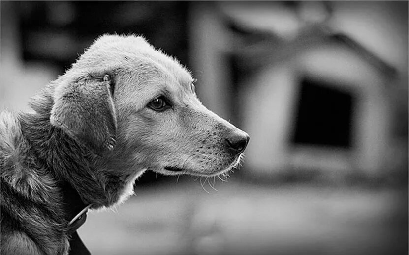    Житель Ижевска душил собаку веревкой и перерезал ей горло