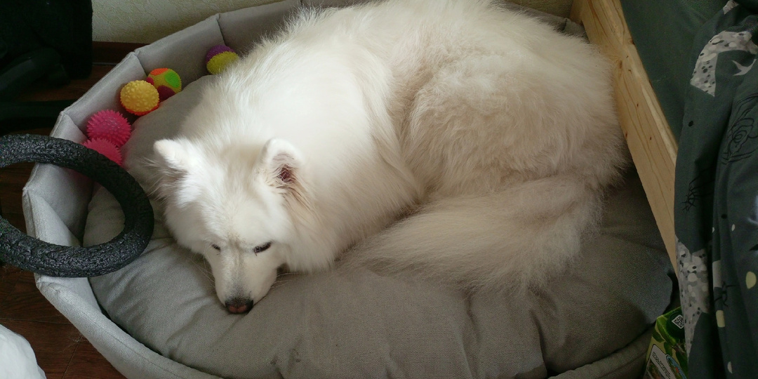 "Берём!- твёрдо сказала Любовь, когда узнала о беде самоеда Грея