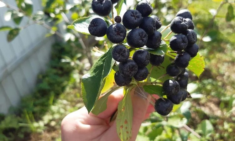    Как посадить черноплодную рябину