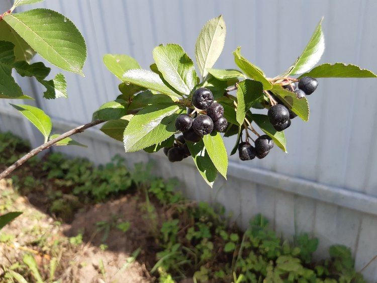     Как посадить черноплодную рябину
