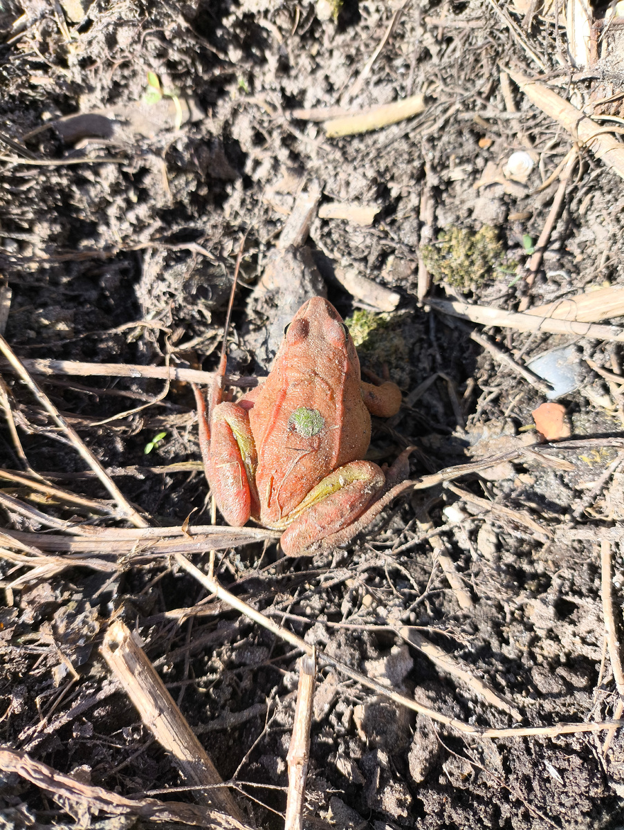 Даже лягушки проснулись раньше времени.