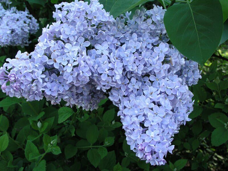 Сирень обыкновенная "Президент Греви"