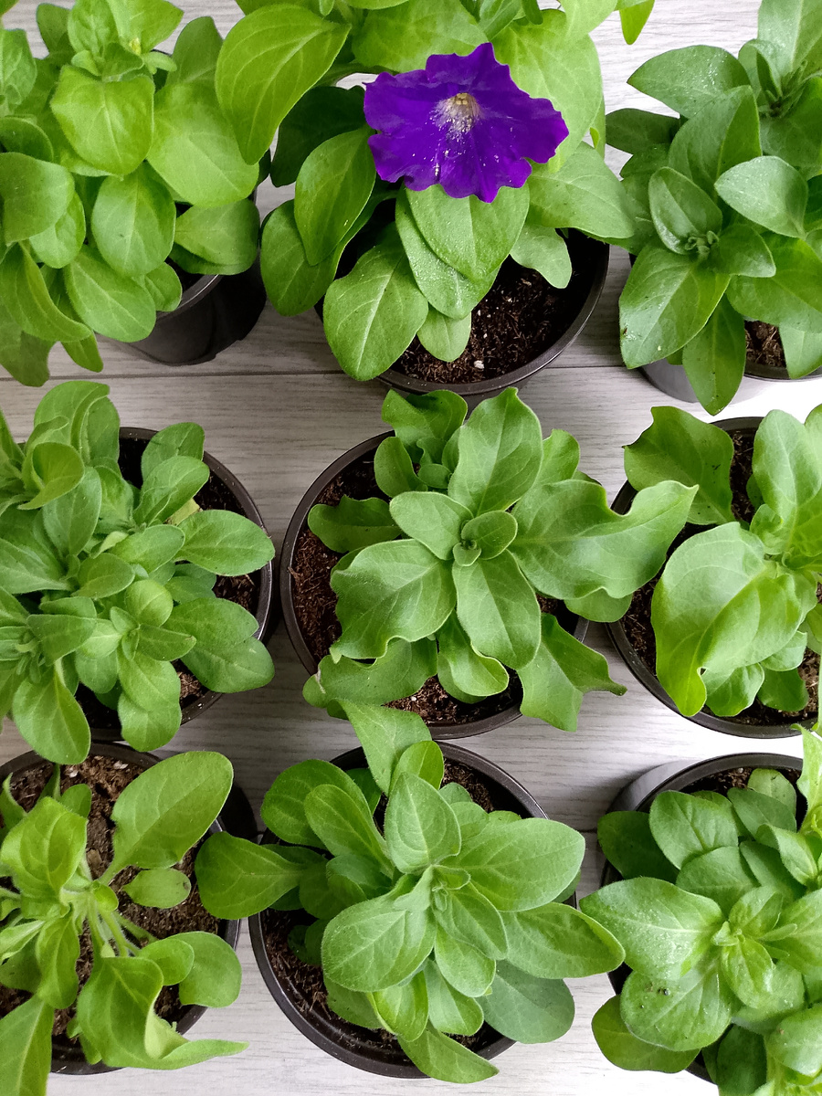 Красивые петунии, а если приглядеться, то можно рассмотреть первые признаки хлороза