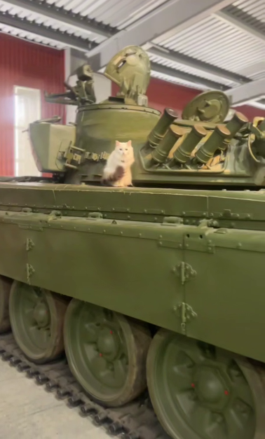   Кошка Лаки сидит на танке в музейном комплексе УВЗ