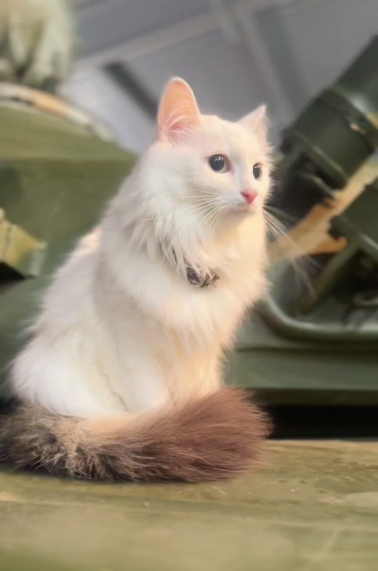   Кошка Лаки сидит на танке в музейном комплексе УВЗ