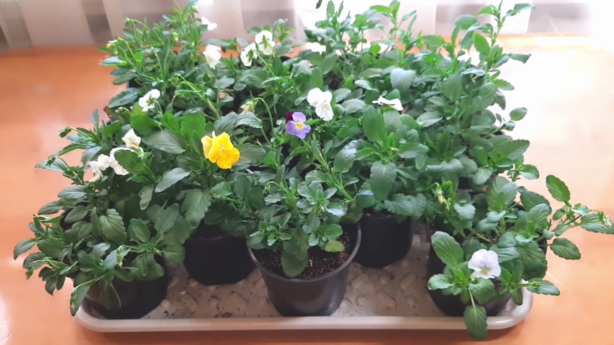 Виола ампельная подросла. Пора высаживать в кашпо.