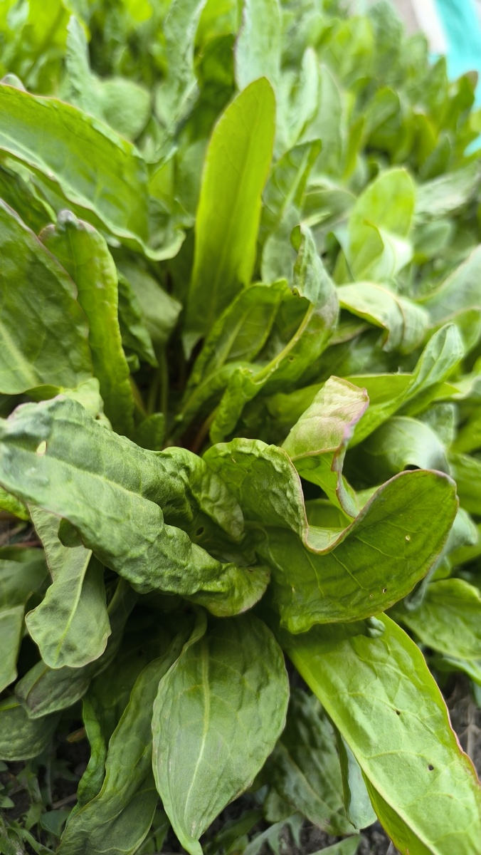 Кочка щавеля прихваченная заморозков. 