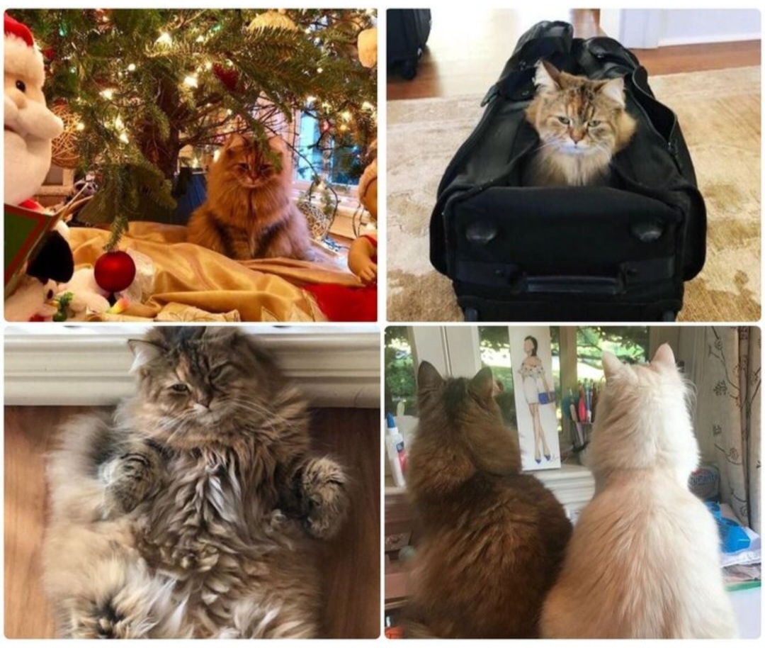 Источник фото – аккаунт Николь Кидман в соцсети.