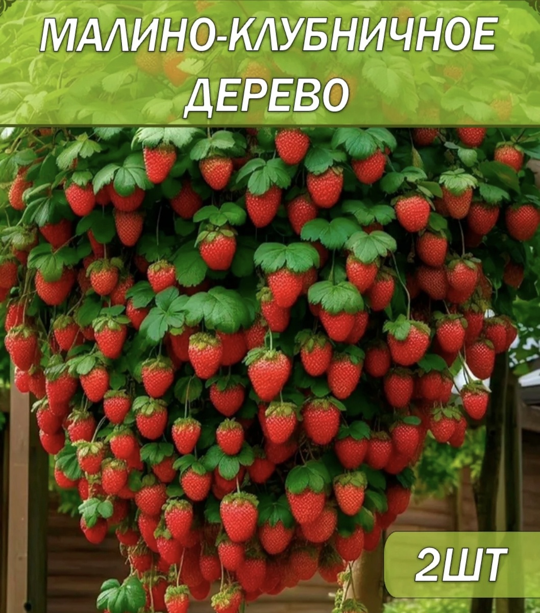 В этот раз я купилась на такую картинку