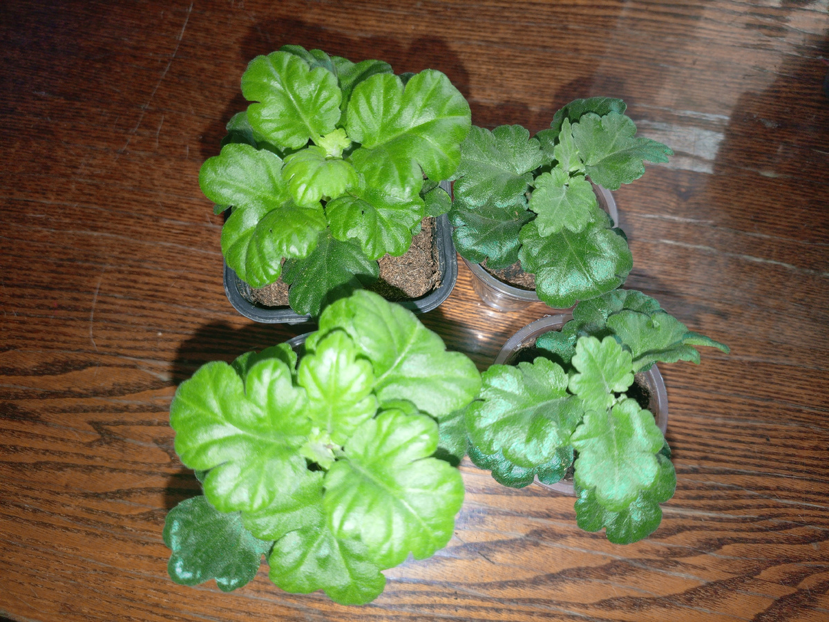 Мои хризантемы