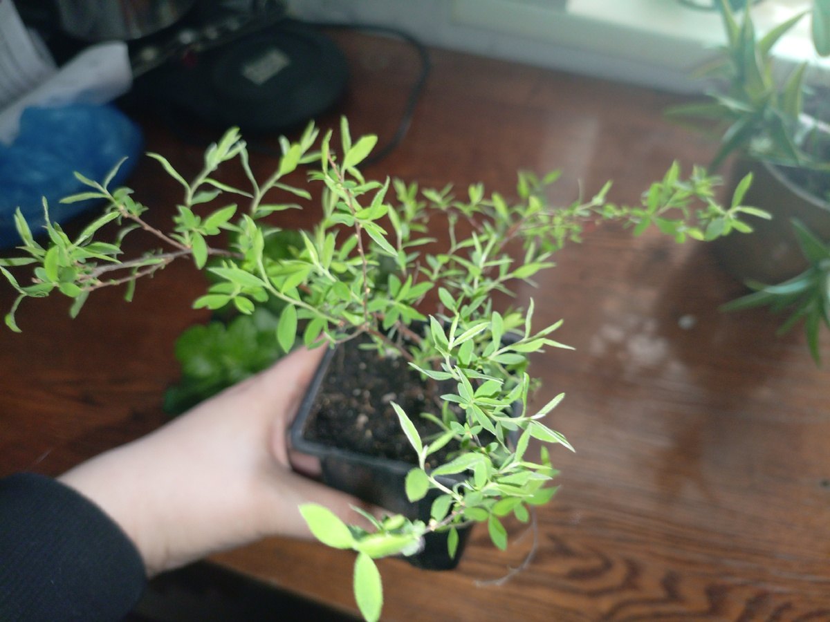 Прекрасная спирея