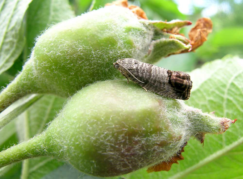 Кладка яиц яблонной плодожорки на завязь