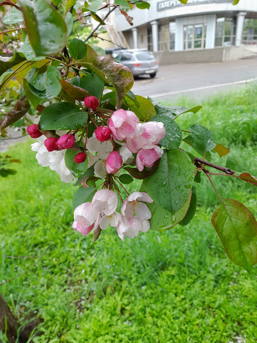 Фото автора.  Прошлогоднее цветение яблонь