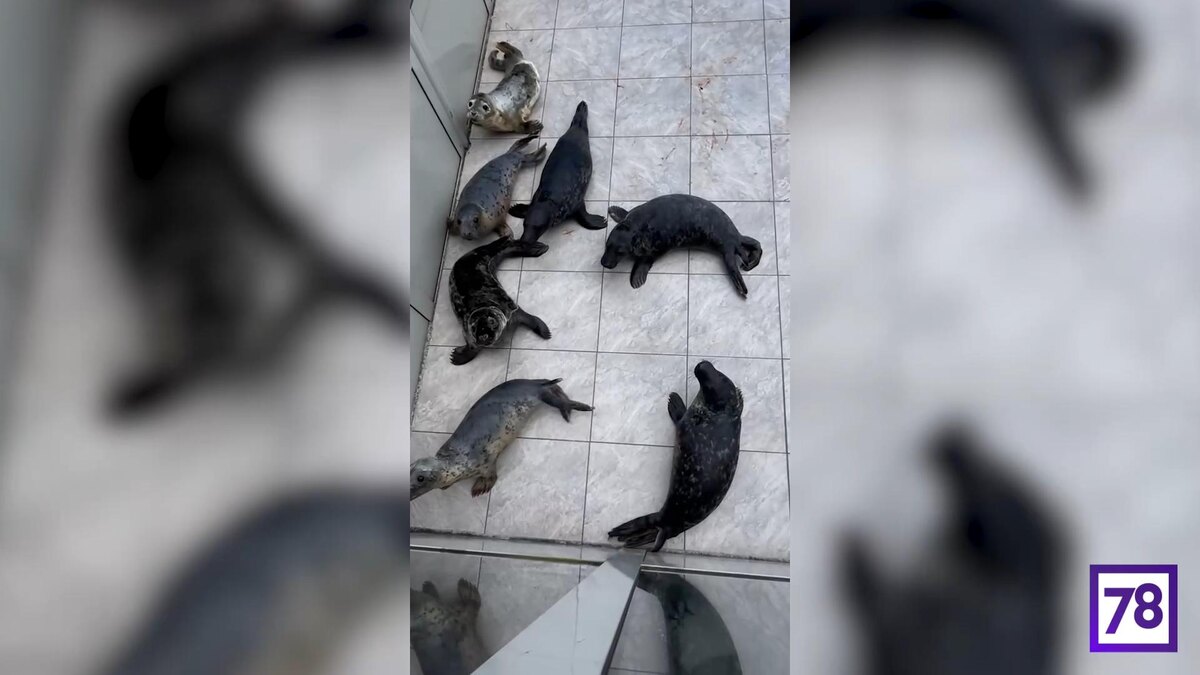    Фото: Фонд друзей балтийской нерпы