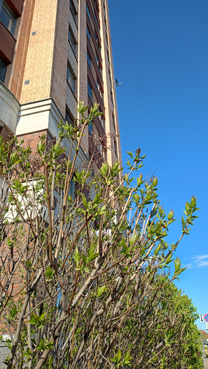 Так красиво было вчера у дома. где живут мои Рома с Любой 