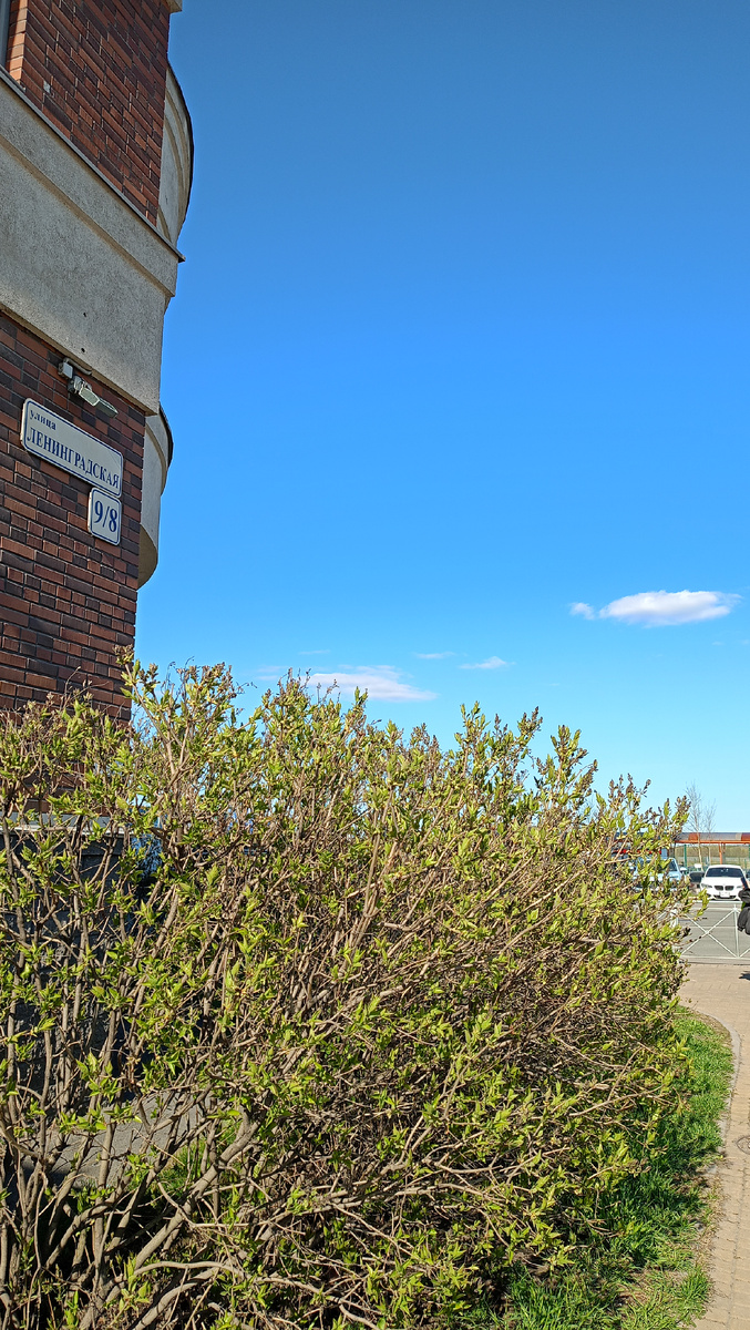 Небо изумительное. И листочки на сирени распускаются. А в Москве, говорят, сирень уже где-то цветёт🙏