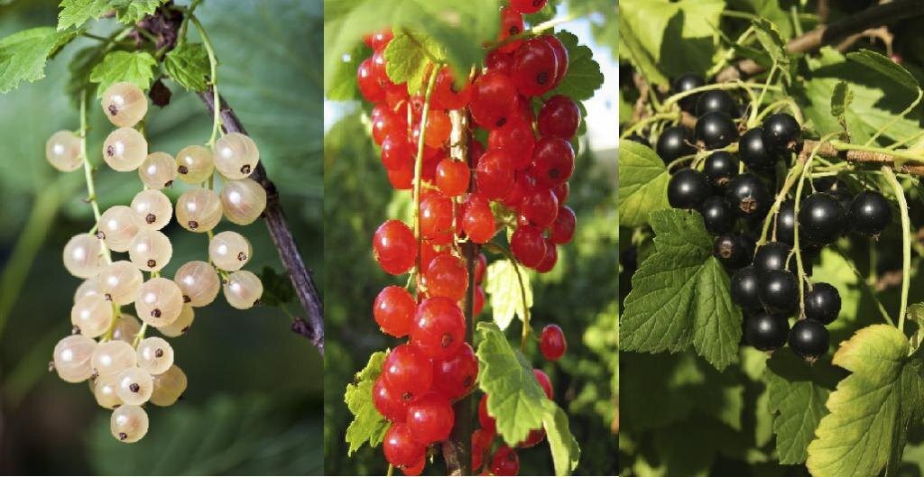 Правильная обрезка смородины