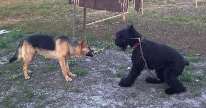 Фото с сайта YouTube