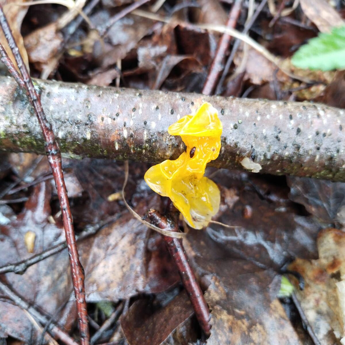 Дрожалка оранжевая. В Китае - деликатесный гриб.