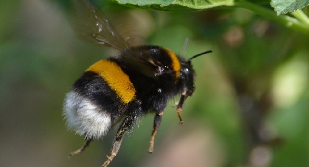 А хотите, я вам про мохнатого шмеля расскажу?