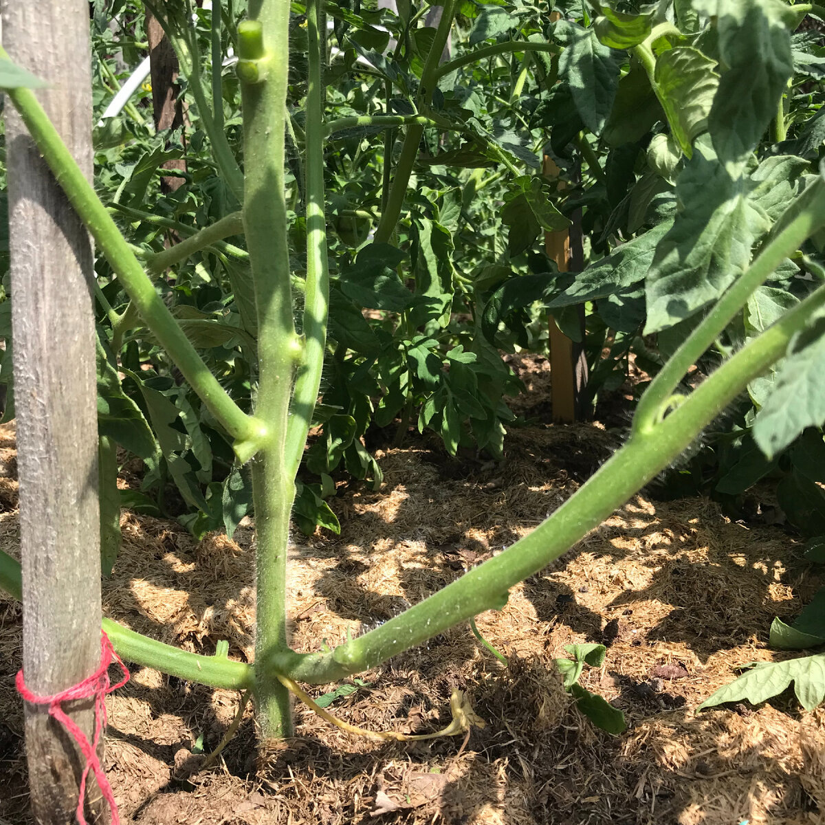 обрезкой листьев и пасынков освобождаем низ растения, для хорошего воздухообмена