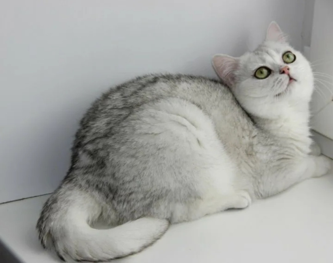 Фото из свободного источника интернета.