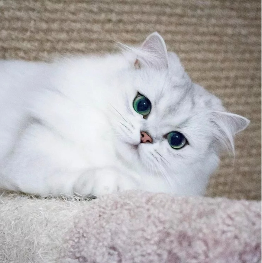 Фото из свободного источника интернета.