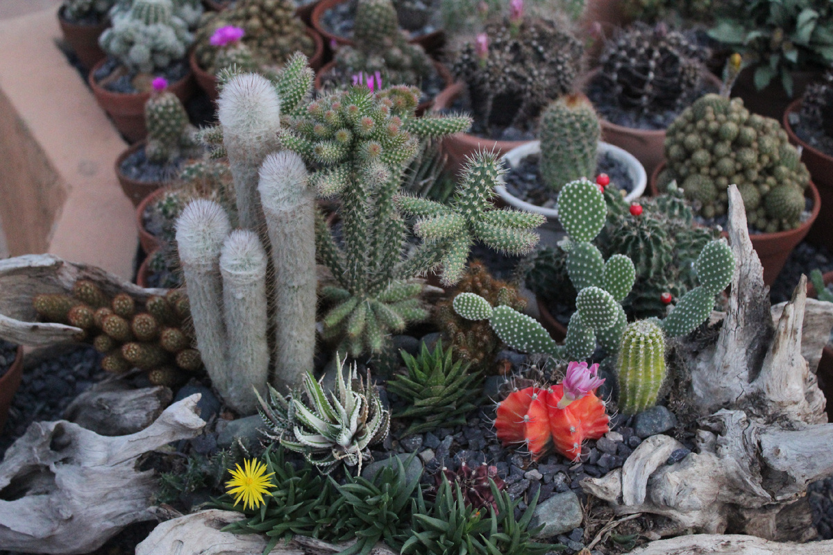 Они цветут!