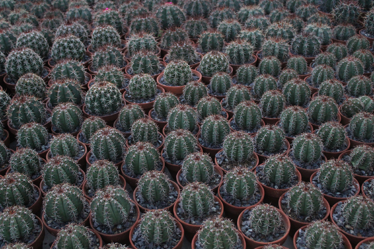 Море кактусов