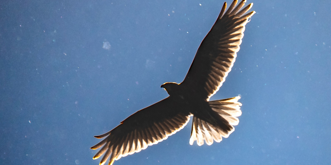 Птичьи заботы, 29.04.25.