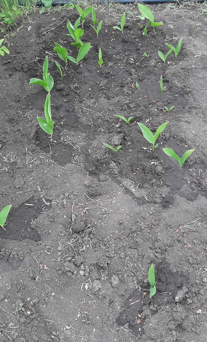 Странный полив обусловлен тем, что на даче нет воды. С беседкой разберемся, потом с водой решим. Воду приходится с собой возить