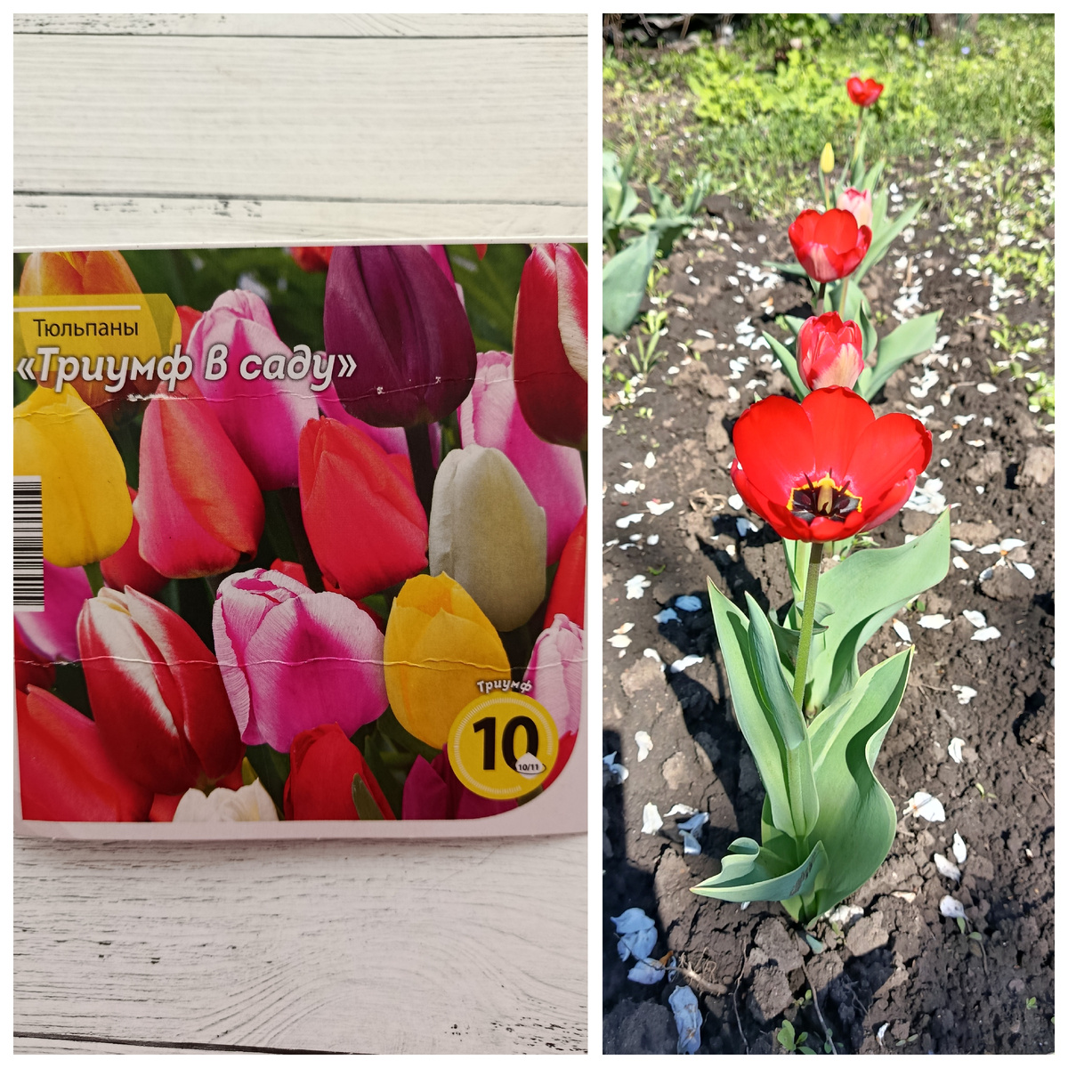 Коллаж автора