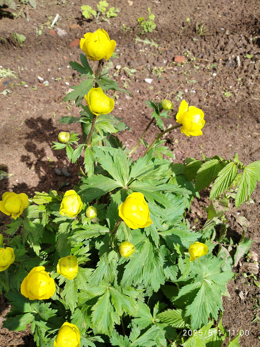 Цветет купальница (все фотографии в статье мои)