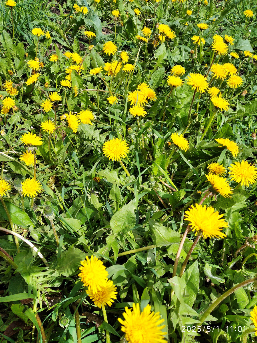 Везде лужайки одуванчиков (все фотографии в статье мои)