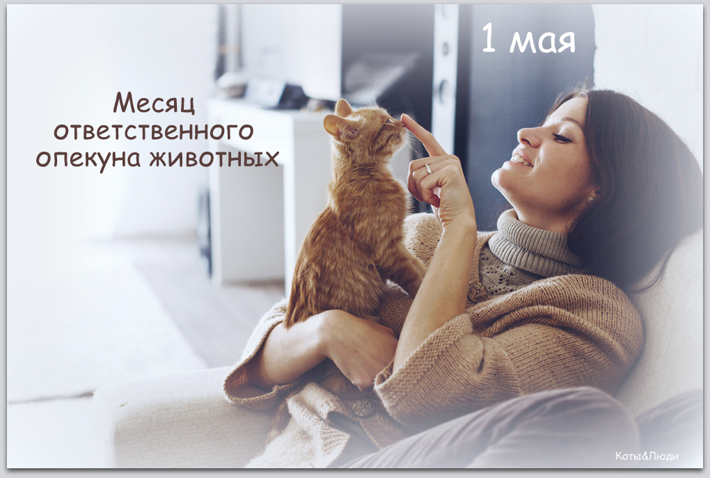 Коллаж автора. Использовано фото: https://www.gismeteo.ru/news/animals/uchenye-vyyasnili-kak-pravilno-gladit-koshek/