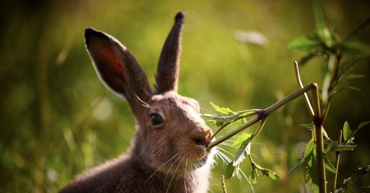 Чем питаются зайцы летом, осенью, зимой и весной